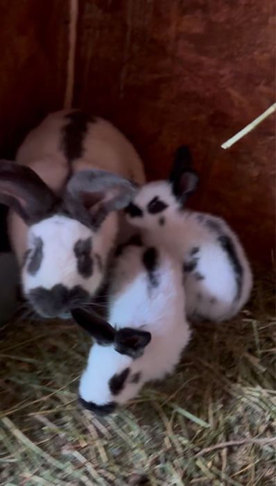 Iepuri fluture german