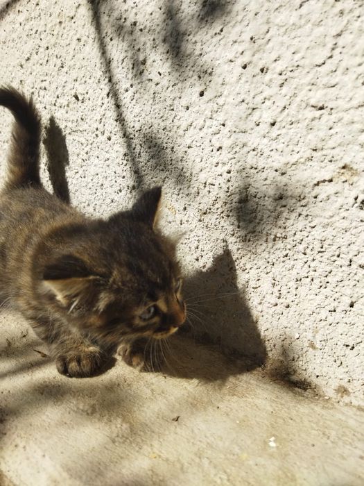 Котенок девочка на большую удачу