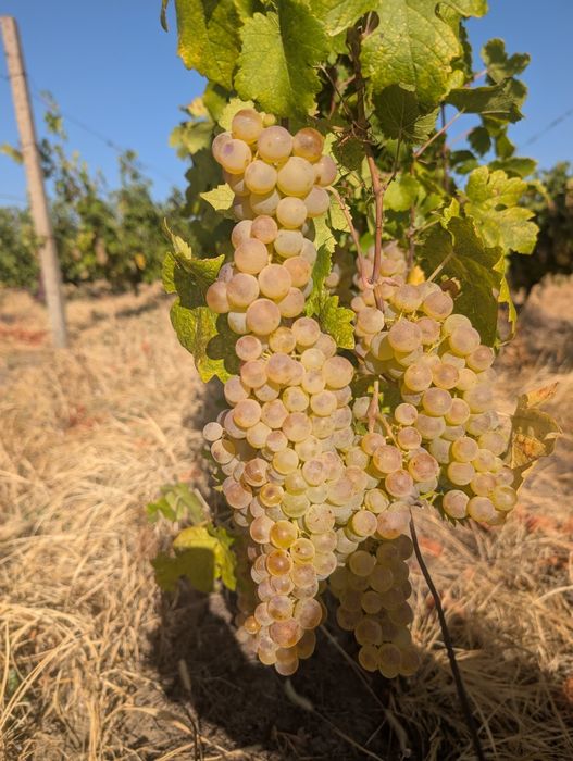 Vând struguri de vin cu transport gratuit