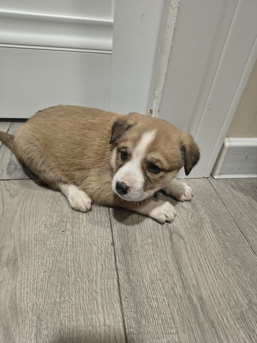 Отдам щенков бесплатно