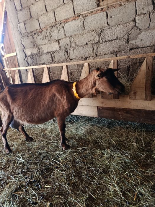 Capră aplină franceză