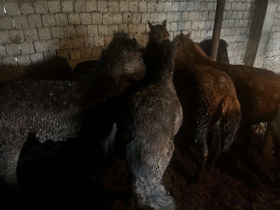 Бордақы тайлар сатылады семіз