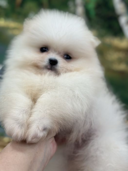 Шикарные мальчики померанчики