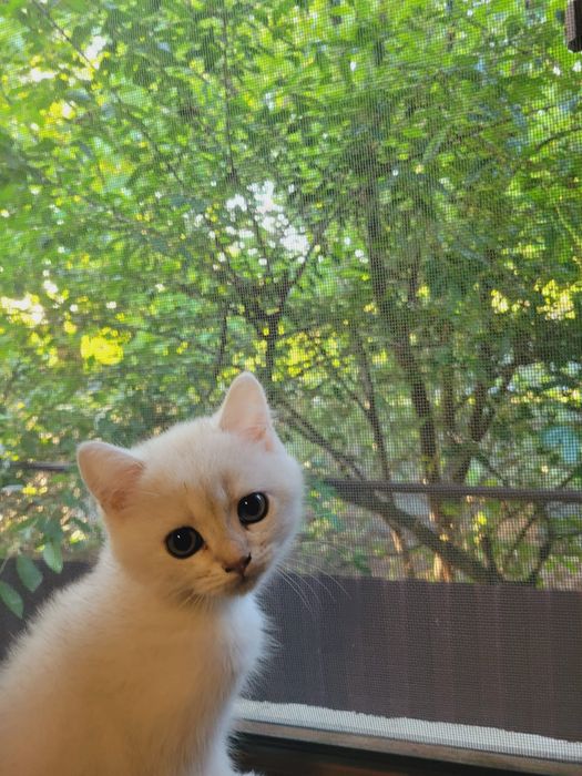 Котенок Британский Шиншила