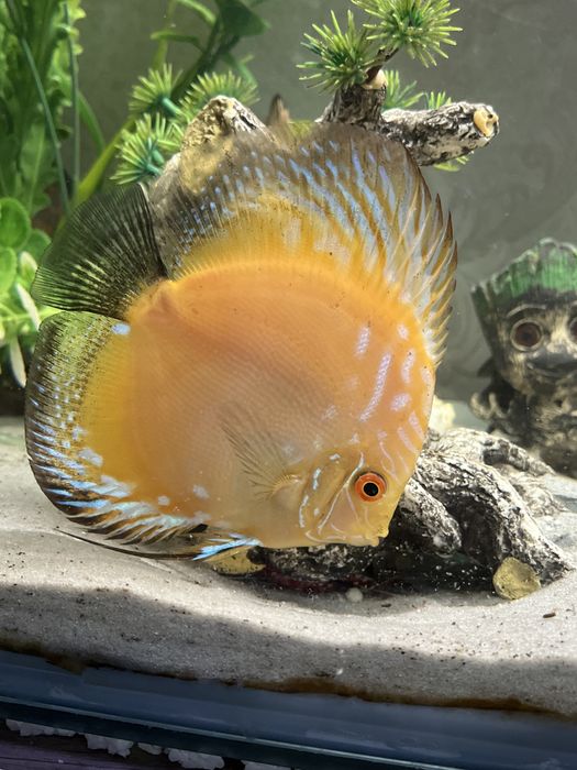 продается Дискусы Курпный Размер