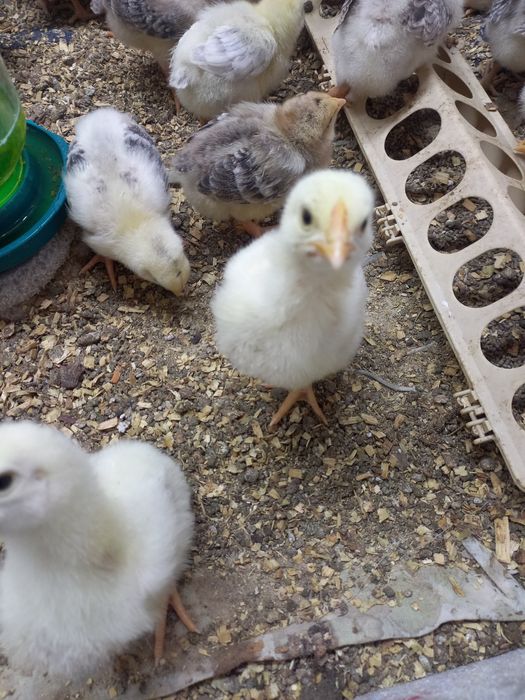 Цеплята Мастер грей