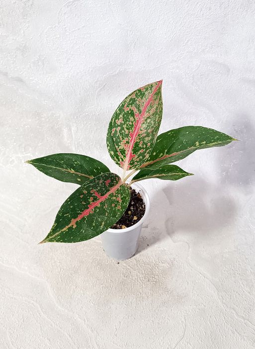 Детки Аглаонем в наличии