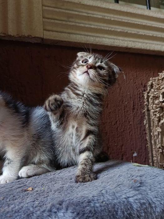 Котята вислоушки