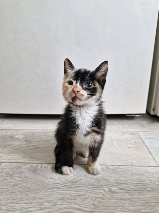 Отдаю хороших котят