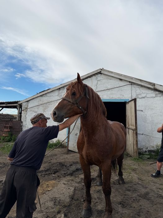 Русский Тяжеловоз 6 лет
