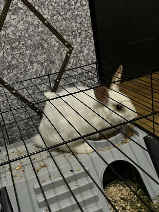 Декоративные кролики