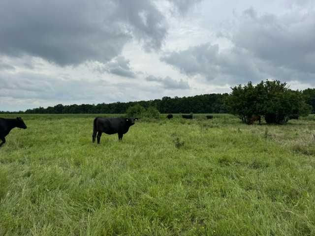 Vaci , vitei , juninci Aberdeen Angus