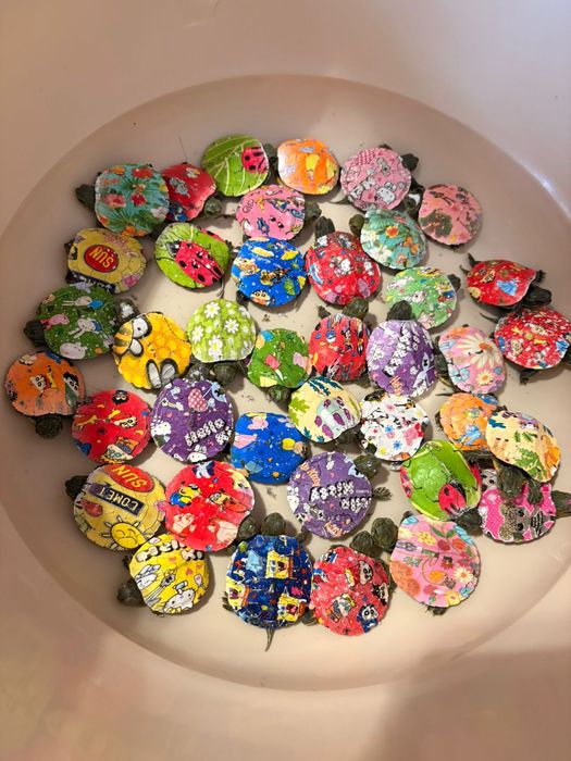 Черепаха. Красноухая