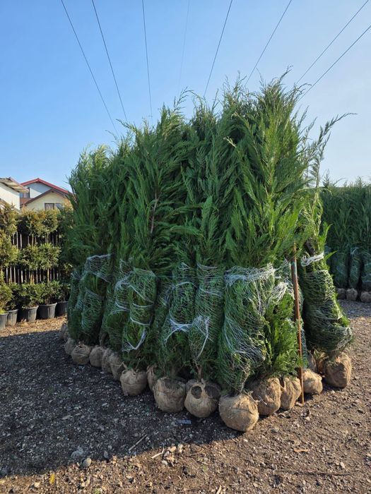 Tuia Leylandii înălțime 2.50m 2.60m