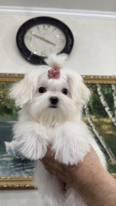 Мини девочка мальтезе беби фейс