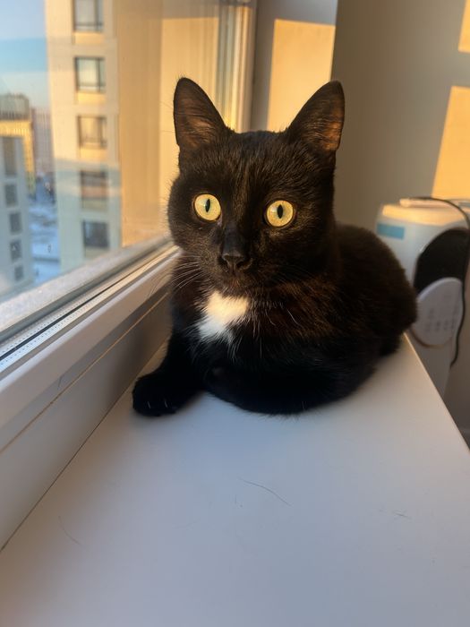 Котик котенок кот