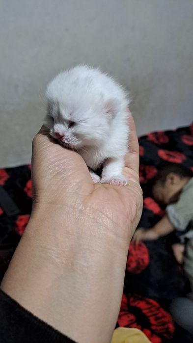 Mushuk soglom skot folt 1 ta bolasi bor