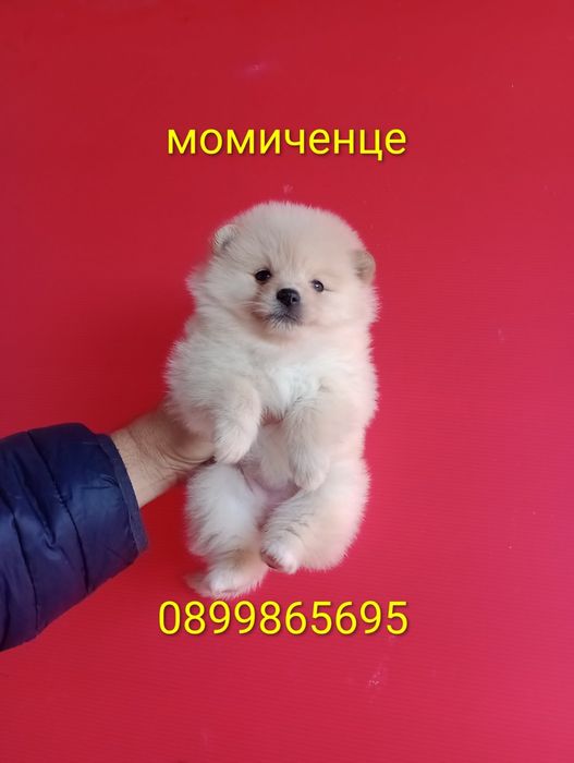 Мъжки и женски Померанчета.