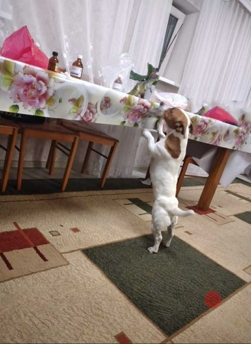 Вязка. Джек Рассел терьер.