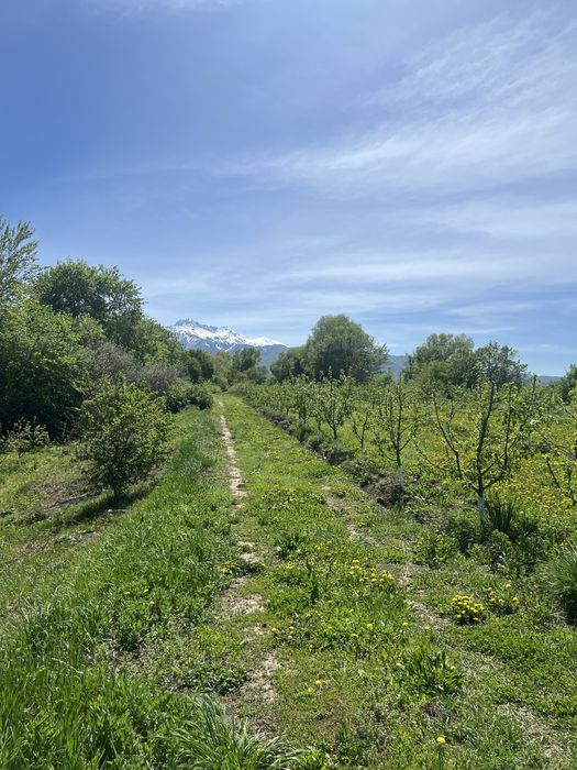 Продам яблоневый сад