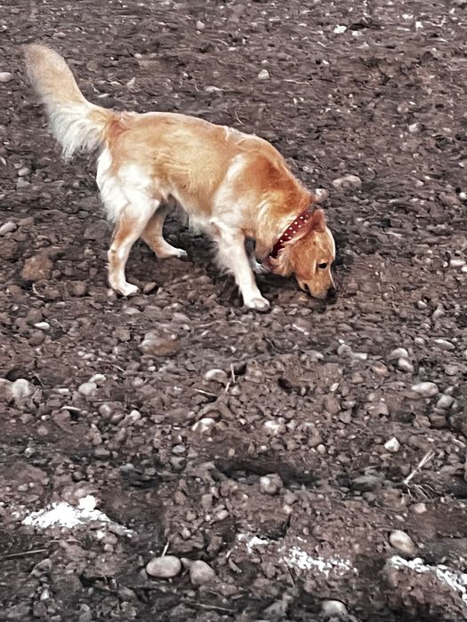 Вязка собак порода золотистый ретривер