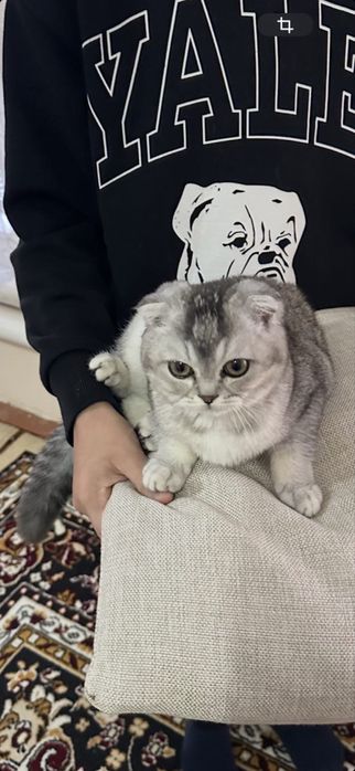 Здраствуйте продется кошка серебристая шин шила