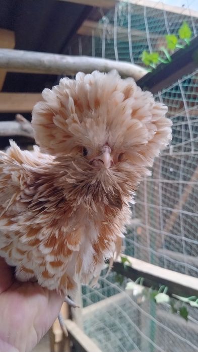 Familii paduana chamois frezat