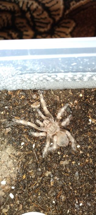 Тарантула/тарантули