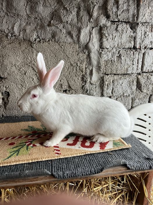 Disponibil mascul hycole francez