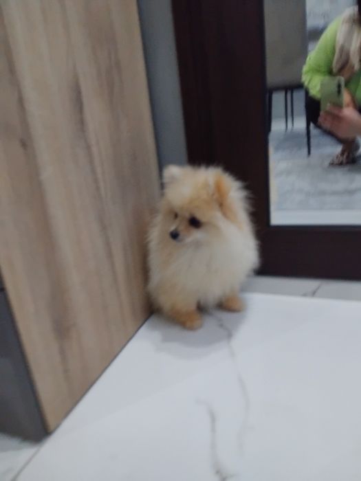 Померан момиченце