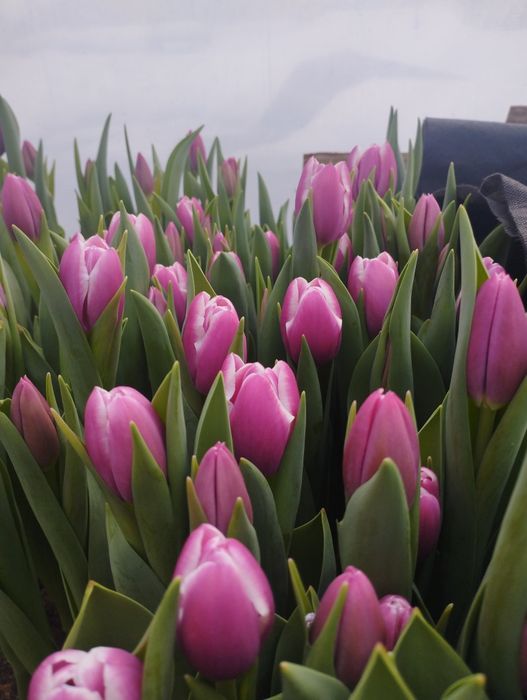 Тюльпаны оптом алматы