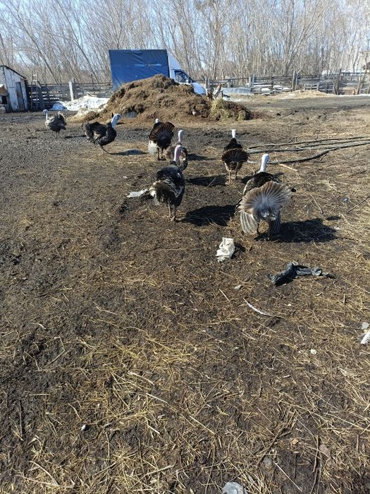 Продам индюков (самцов) 25000 тг