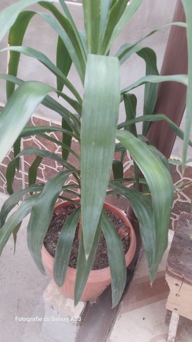 Schefflera arboricola sau arborele umbrela