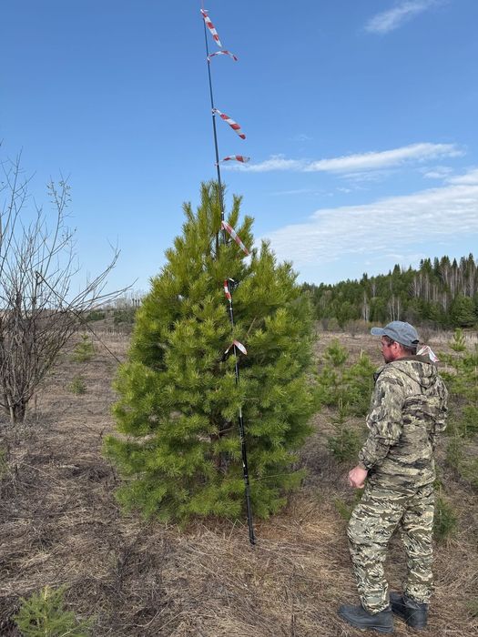 Ель голубая Тополь газон сосна
