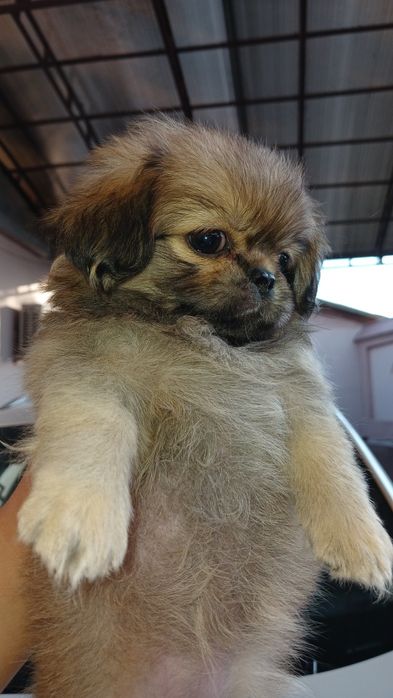 Пекинес 3 девочки