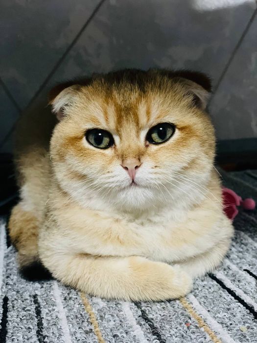 Золотой шиншиллы