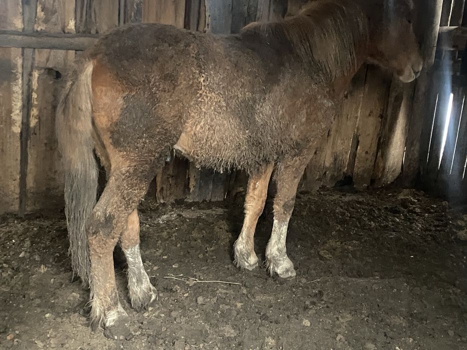 Кунан с откорма (полутяжик)