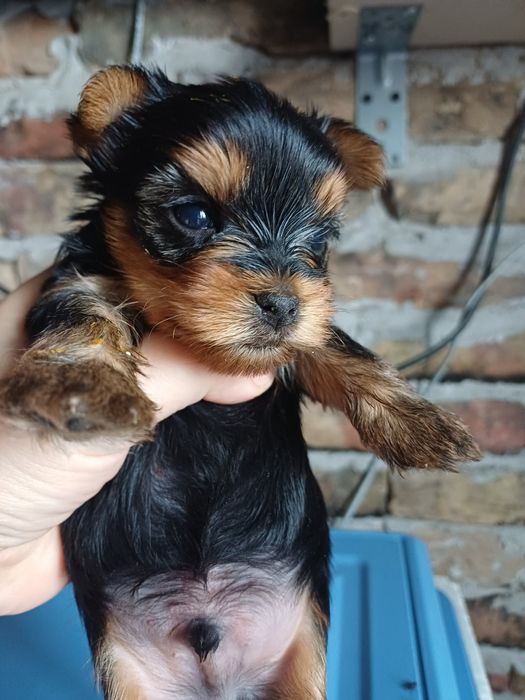 Щенок йоркширского терьера.