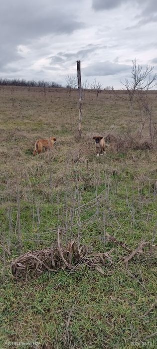 Подарявам кучета