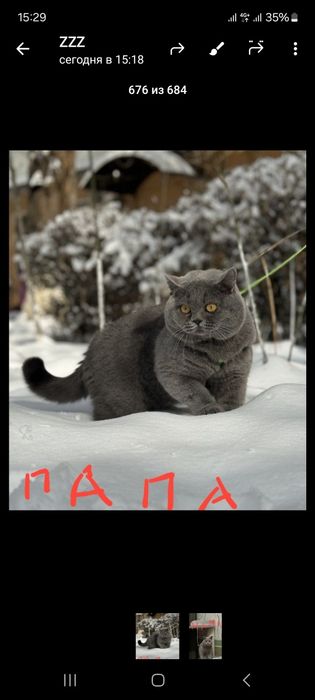 Котенок  3 месяца мугук бооаси