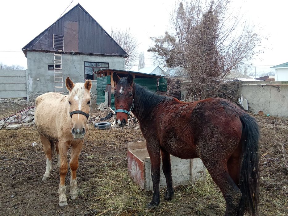 Тайлар бордакылар