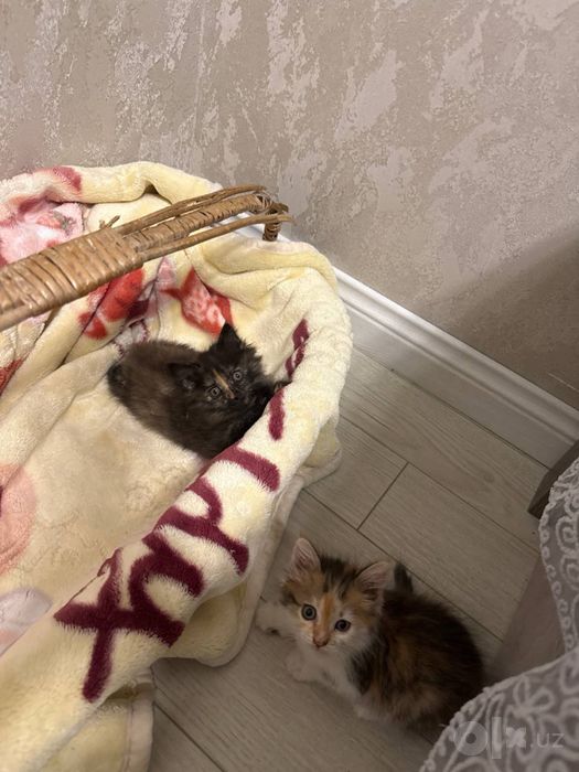 Отдается в добрые руки котята