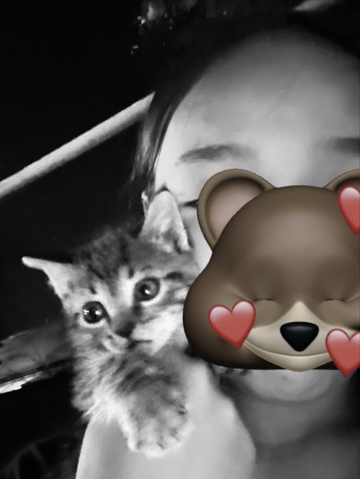Котенок хороший мальчик 1 месяц