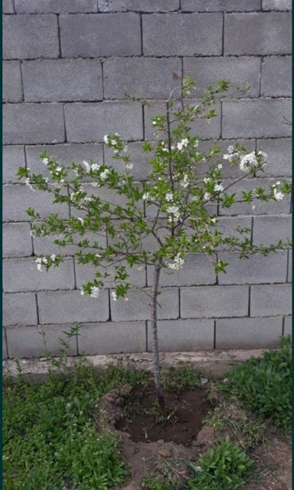 Растения, Тошкент, Самарканд.