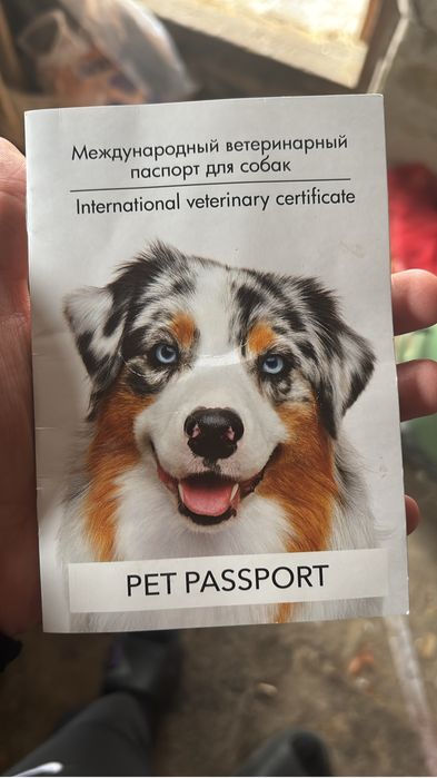 немецкая черная овчарка самец