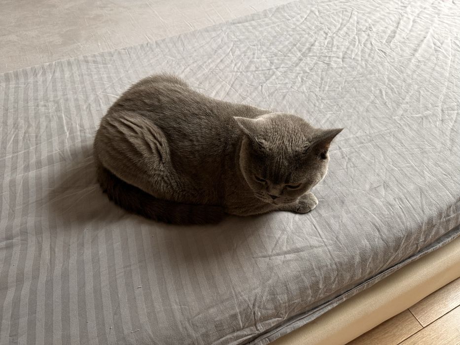 Кошка британская короткошёрстная
