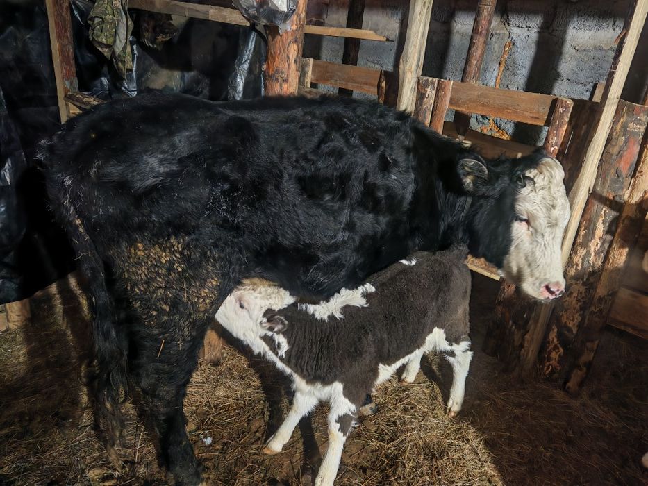 Карова с теленком продам