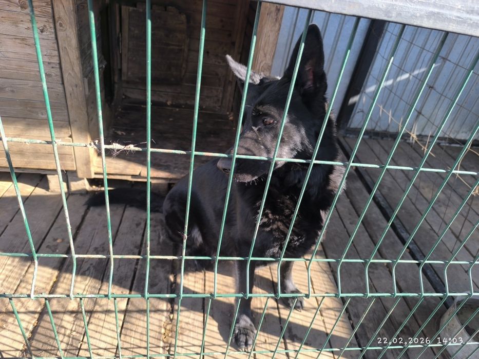 Немецкая овчарка щенок.