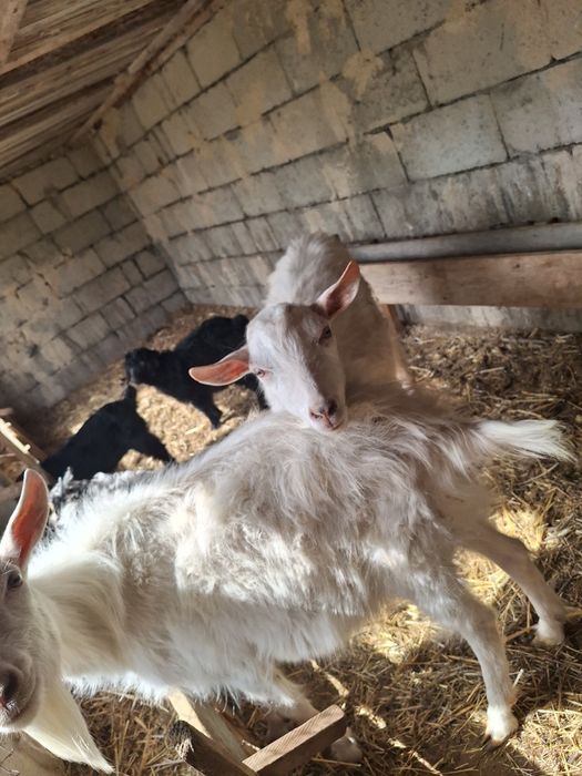 Заанен текесі сатылады