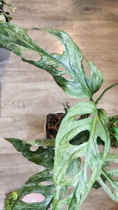 Монстера Адансони Минт